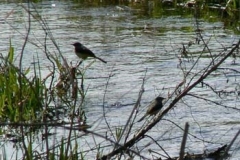 Grey Wagtail Pair On The Ver - Ian Jinks