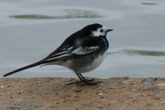 Pied Wagtail On The Ver - Ian Jinks