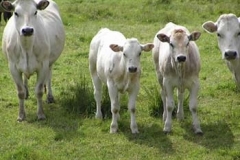 Four Grazers On Redbournbury Water Meadows - Ernie Leahy