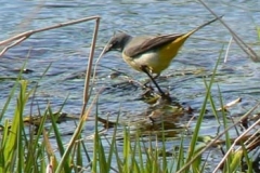 Grey Wagtail On The Ver - Ian Jinks