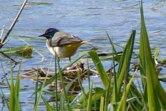 Grey Wagtail On The Ver - Ian Jinks