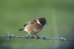 Male Stonechat At Redbournbury Meadows - Jan 2007 - Ernie Leahy