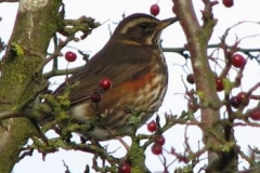 Redwing - A Winter Thrush Of The Ver Valley - Jamie Fisher