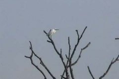 Little Egret On The Ver March 2003 - John Fisher