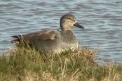 Gadwall Drake - John Fisher