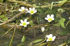 Water Crowfoot - Ernie Leahy