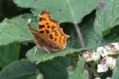 Comma - Steve Wragg