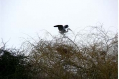 Heron On The Nest - Duncan Gardiner
