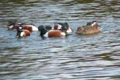 Shovelers On The Lake - Duncan Gardiner