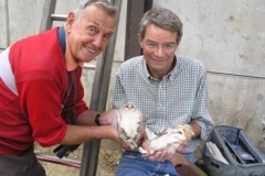 Ringing The Young Barn Owls - Ernie Leahy