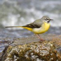 Beginners Birdwatching