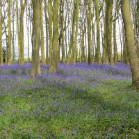 Bluebells and Early Purple Orchid Walk