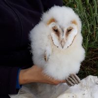 Owl News