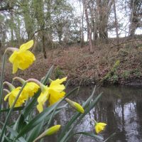 Ver Tree Walk Sun 5th April