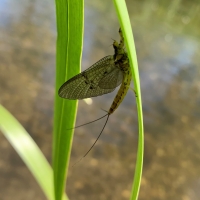 Mayfly Walks. 23, 26 & 30 May