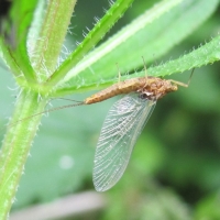 Open Meeting Tues 15 June: Riverflies