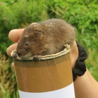 Water Voles – back on the Ver