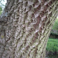 Tree Walk. Sun 17 October