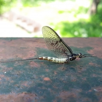 Mayfly Walk Sun 22nd May