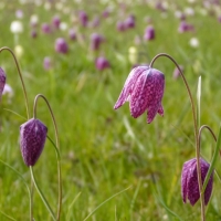 Volunteer for Verulamium Bulb Planting in November